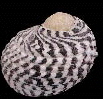  Nerita tesselata (Checkered Nerite)